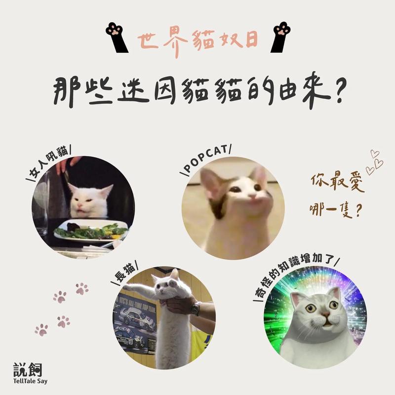 探索猫咪世界的奥秘，走进猫咪网站的奇妙之旅