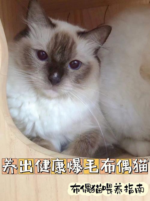 布偶猫咪常见疾病预防与应对