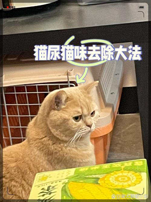 产后猫咪液体需求，保持健康的重要因素