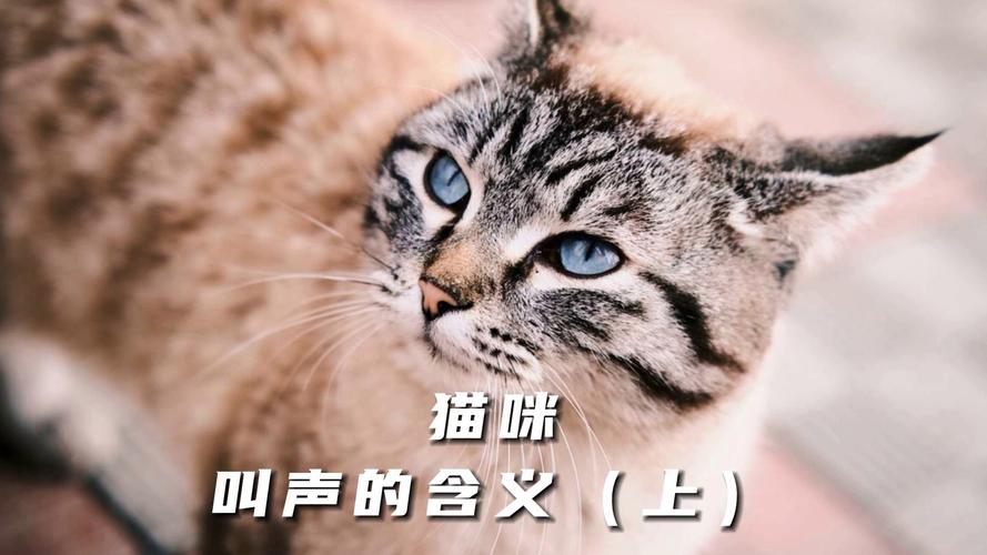 猫咪叫声微弱