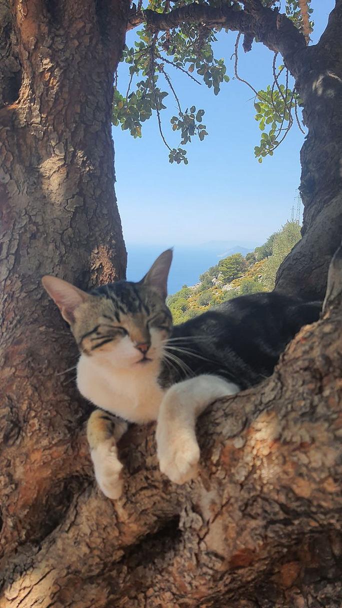 猫咪的温馨避风港，一场与冰箱的奇妙邂逅