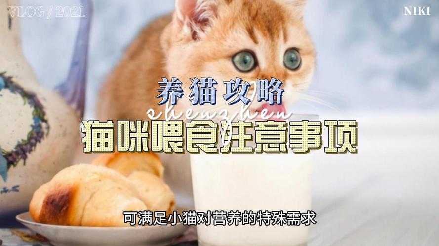 猫咪的挑剔品味，如何满足它们的特殊饮食需求