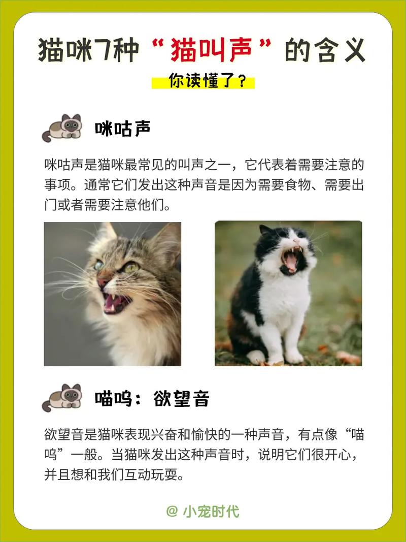 喵星人挑战，解读猫咪挑衅叫声的真正含义