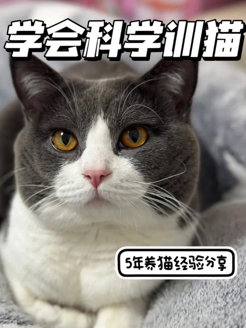 揭秘猫咪训练的科学之道，让家中的小猫成为最听话的小朋友