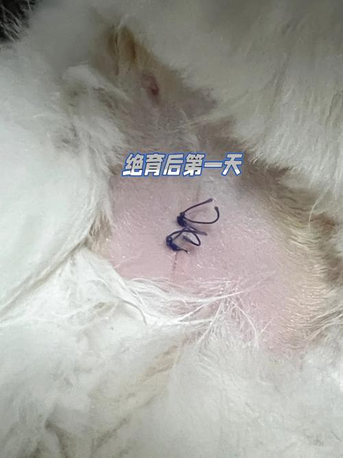 猫咪吞下纱布，一场意外的考验