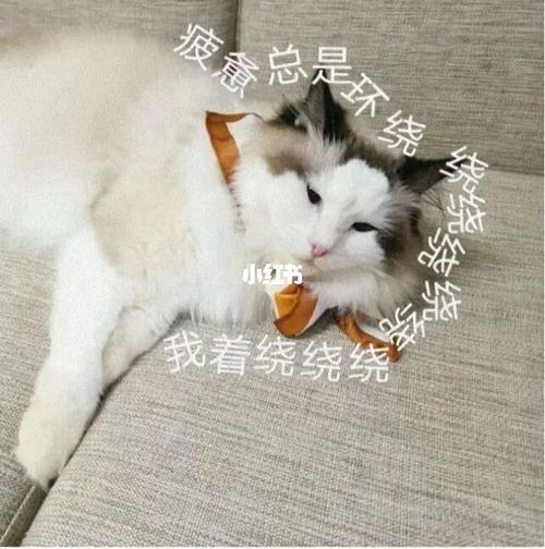 猫咪丧满脸的背后故事