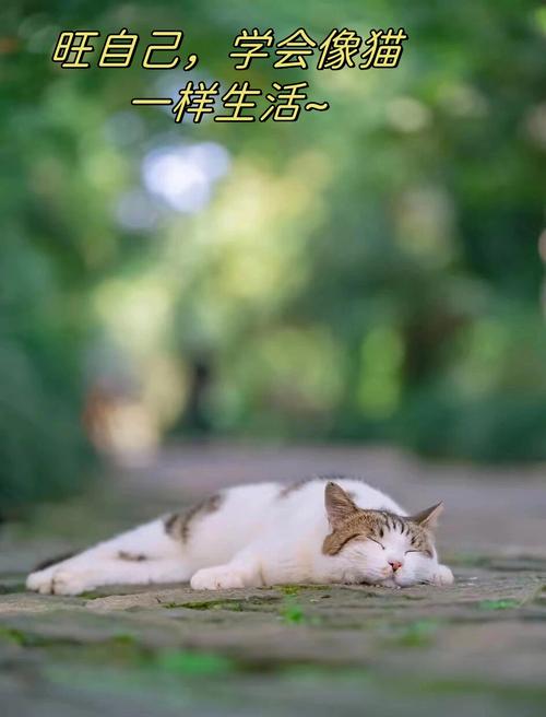 猫咪的智慧，藏食物的艺术