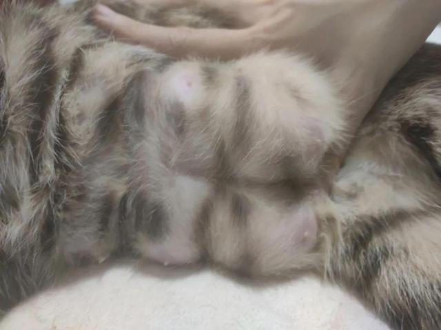 揭秘猫咪乳腺肿大的原因与应对措施