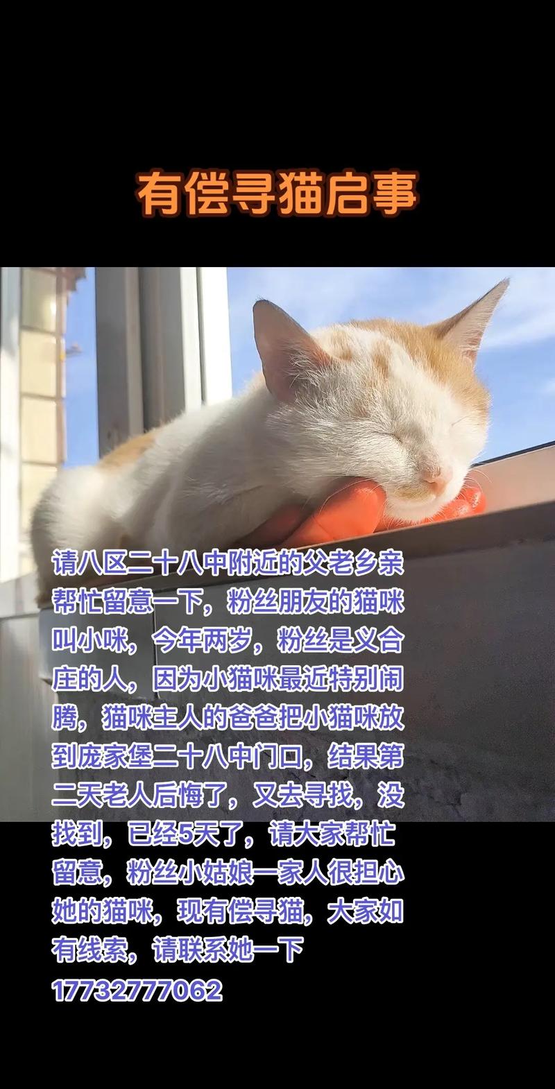 喵星人寻找新家庭 —— 天津猫咪寻主