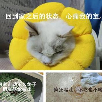 猫咪误食橡皮，危险与应对