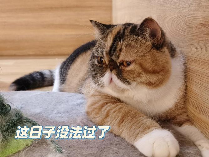 猫咪也会感到忧郁吗？