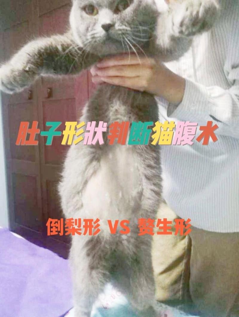 猫咪腹水，早期识别与预防