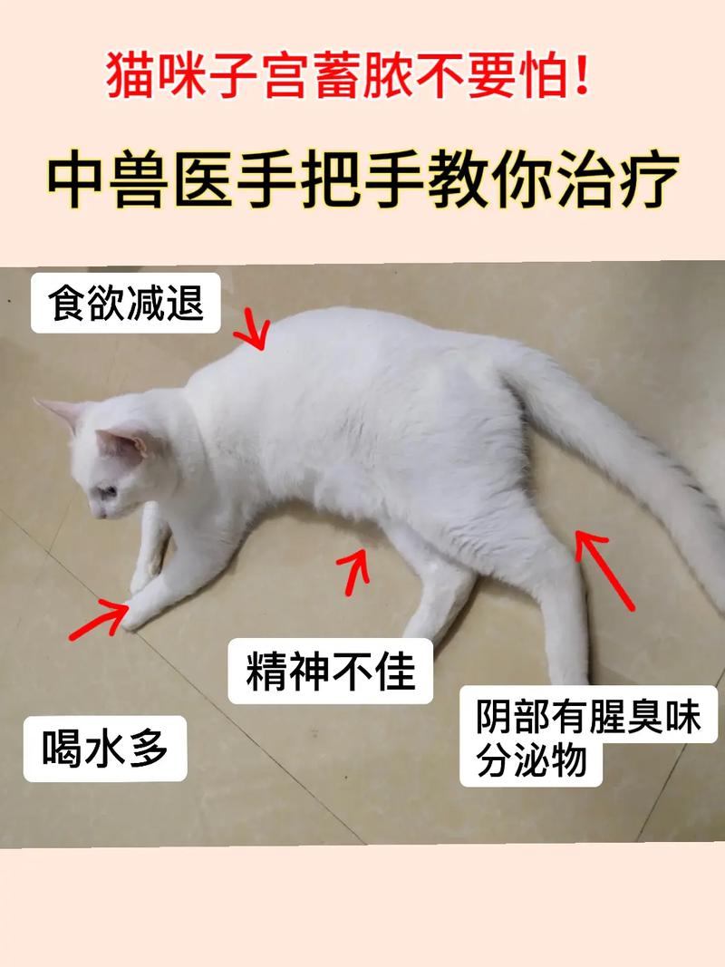 猫咪子宫异常，了解预防与护理