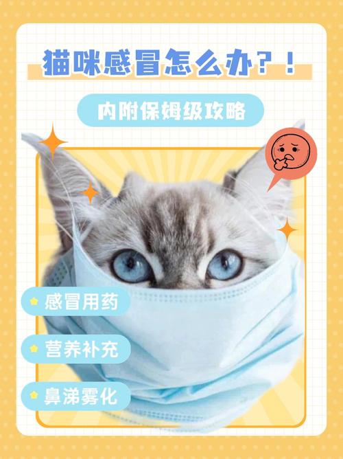 猫咪感冒，预防与护理全攻略