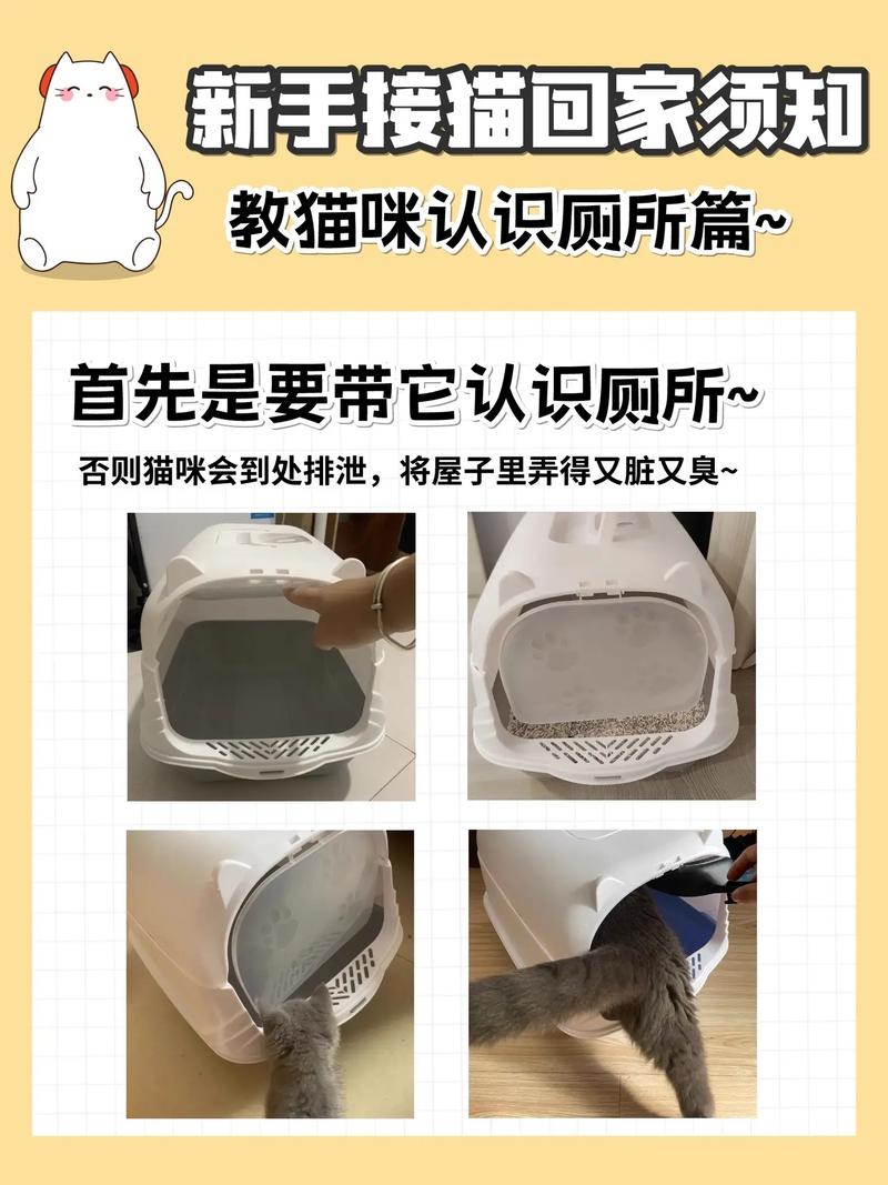 猫咪为何喜欢猫咪款排泄地？