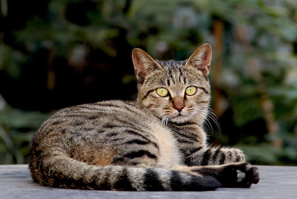 猫咪发情，如何轻松识别并提供适当关怀