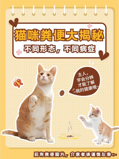 猫咪直肠肥大的症状、原因与预防