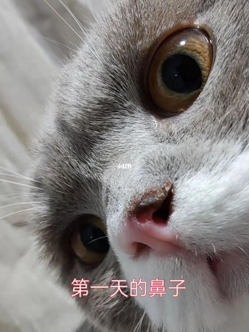 探索猫咪鼻子下方的秘密