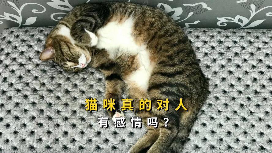 腐败猫咪，一场颠覆传统的猫咪美容革命