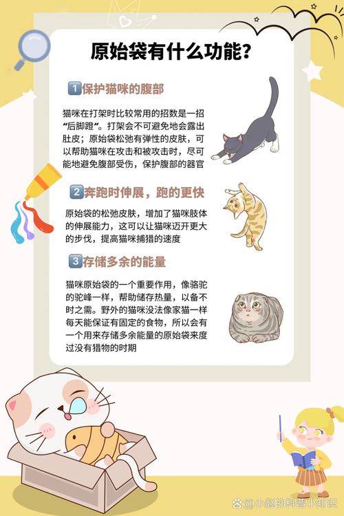 探索猫咪腹腔炎症的成因与应对策略