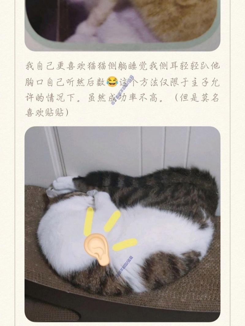 猫咪的心跳之谜，揭秘猫咪的神秘速度