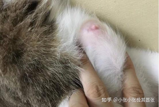 猫咪乳腺的言辞，理解它们的语言，与猫建立更紧密的联系