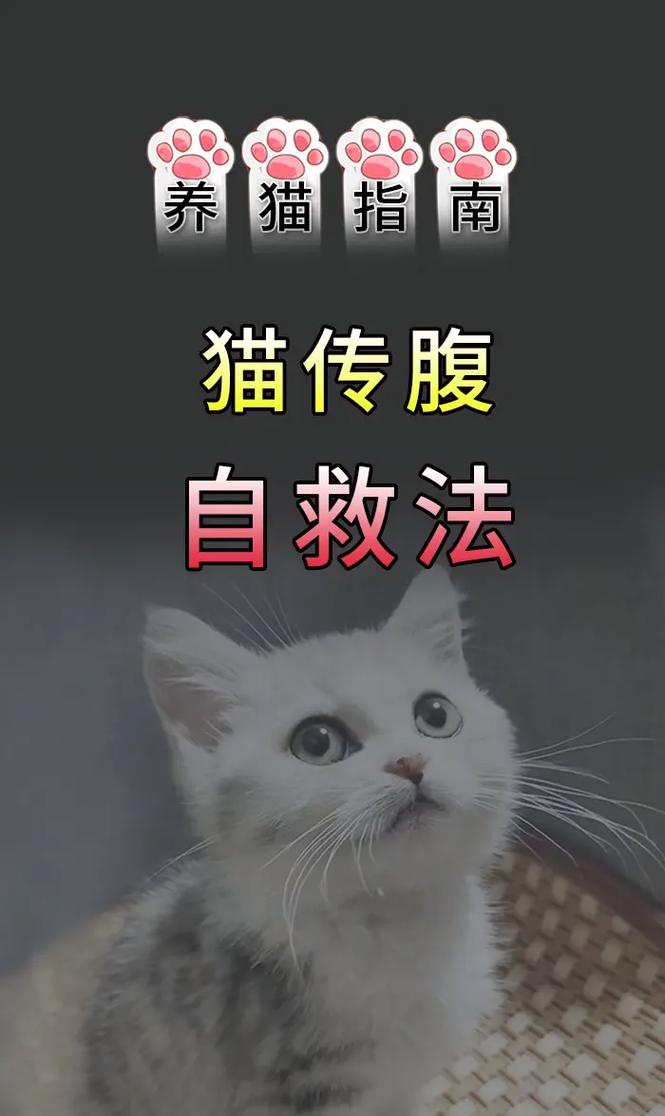 猫咪腹水的严重症状及如何应对