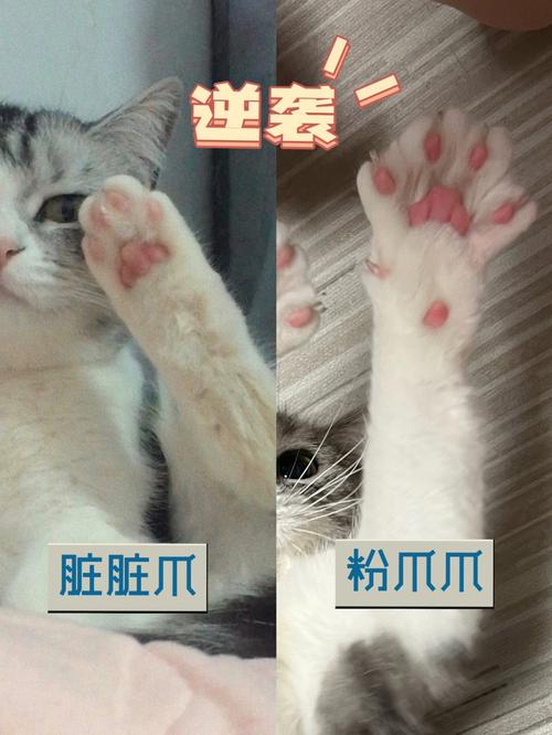 猫咪的温柔爪子为何伤人？猫爪攻击背后的心理解读