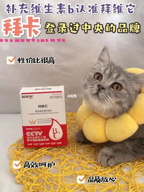 成年猫咪究竟有多长？揭秘猫咪成长的秘密