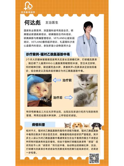 猫咪的健康与儿童感冒，如何预防和应对