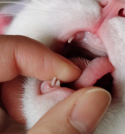 猫咪的换牙期，如何妥善应对小牙齿的丢失