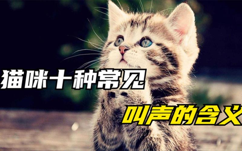 猫咪的叫声，背后的故事与理解