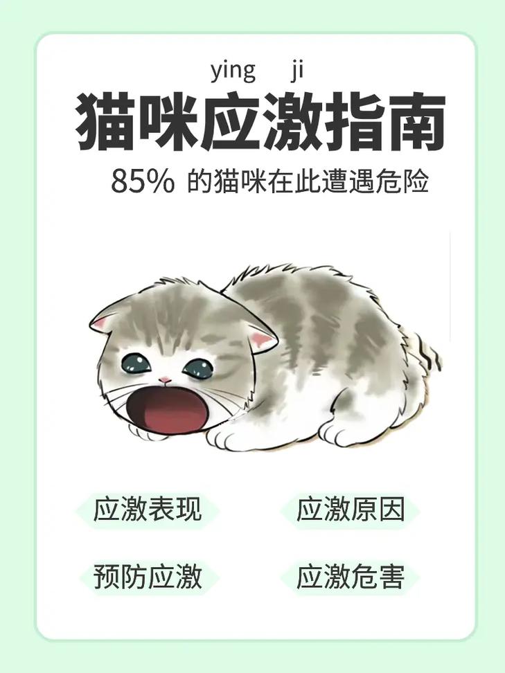 预防猫咪应激