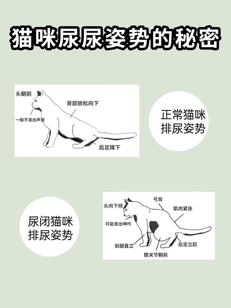 探索猫咪撒尿行为的秘密