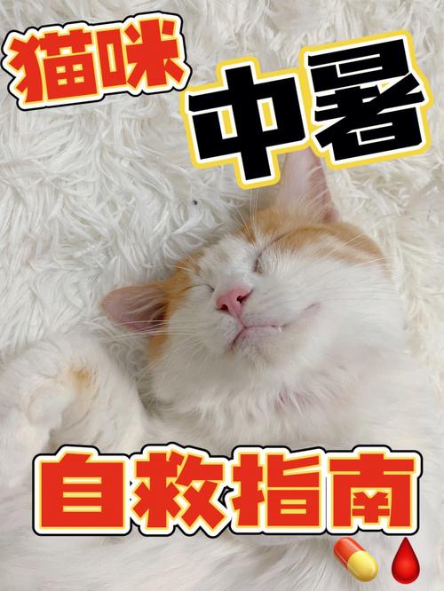 夏日户外猫咪高温中暑自救指南