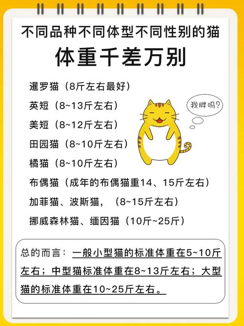 猫咪肥胖程度，了解、预防与健康生活