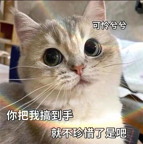 猫咪的温柔与挑战，一次亲密接触的反思