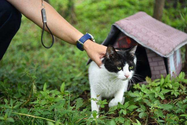 猫咪流浪中心