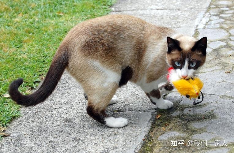 猫咪捕猎的艺术，探究它们狩猎本能的神奇魅力