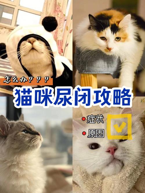 猫咪膀胱增大的症状与预防