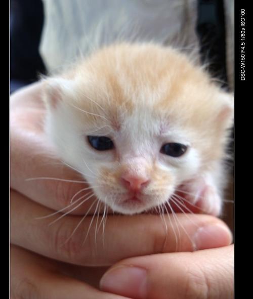 猫咪为何睁眼过早，探究新生小猫的惊人生理奇迹