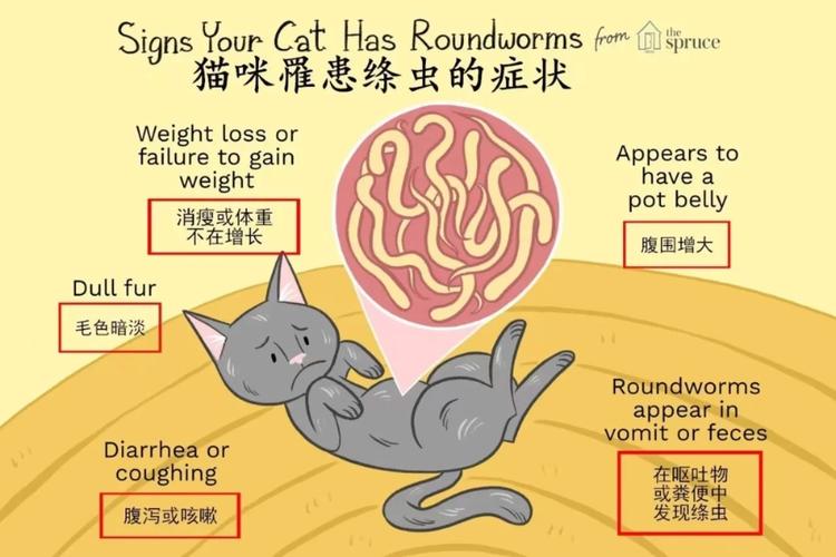 揭秘猫咪绦虫病，预防与应对