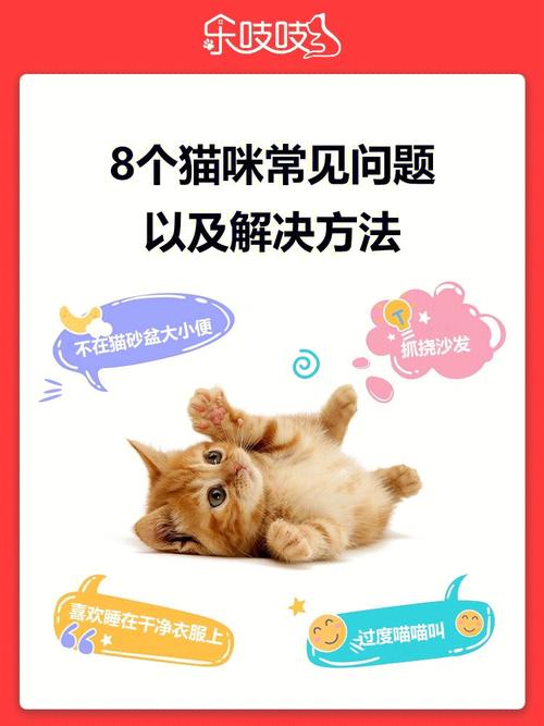 猫咪种种行为，解读它们独特的生活方式