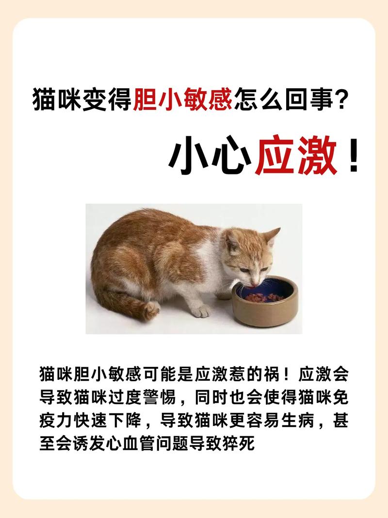 猫咪的胆小与勇气