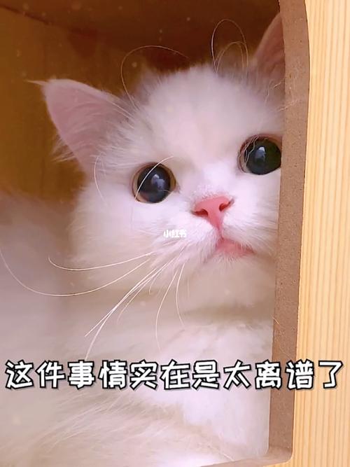 喵语里的智慧，揭秘猫咪那些让人惊叹的秘密