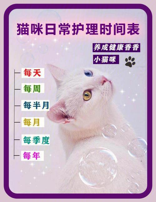 猫咪的日常护理与健康秘密