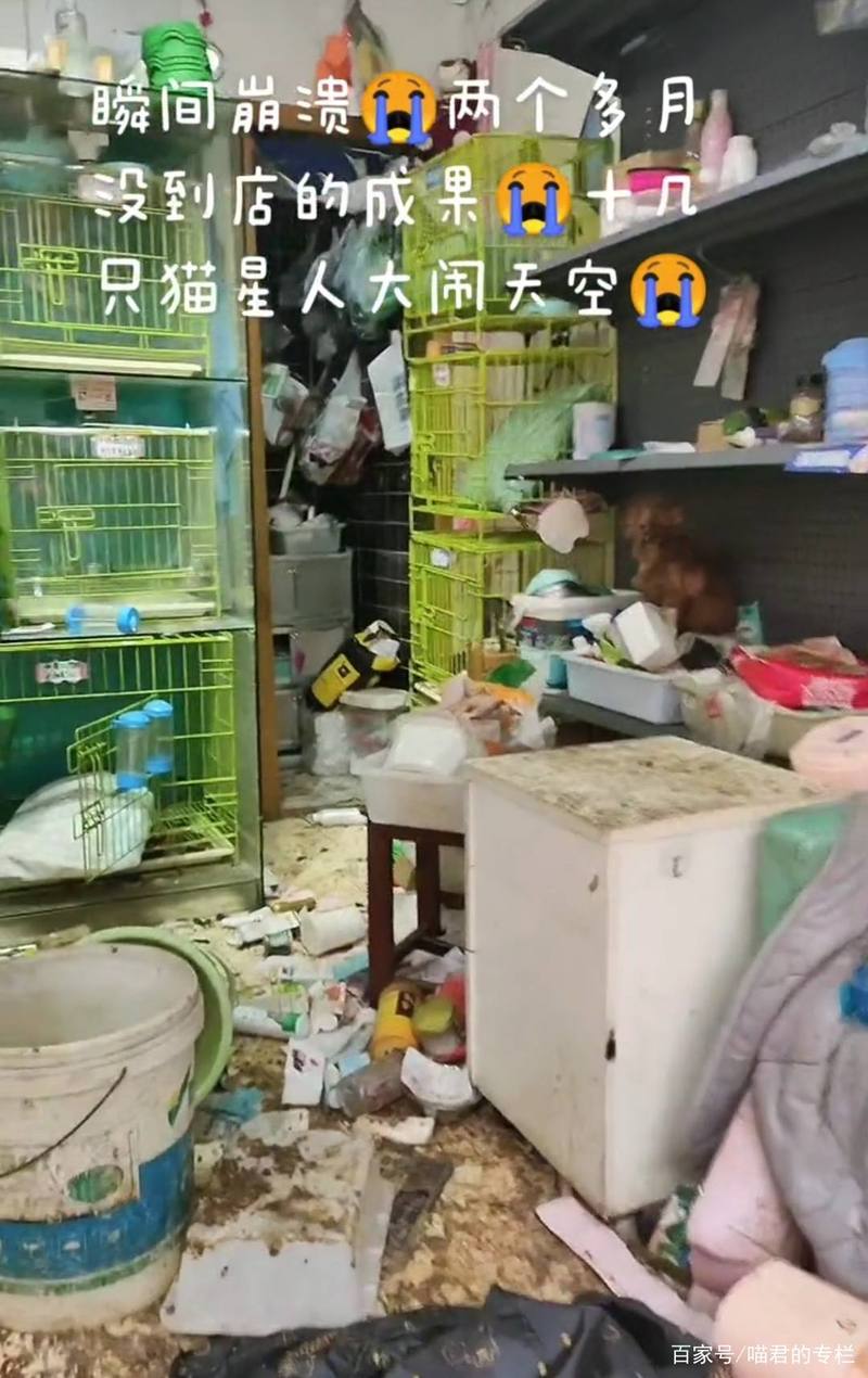 猫儿行，莫乱跳——如何有效控制家中小猫的不当行为