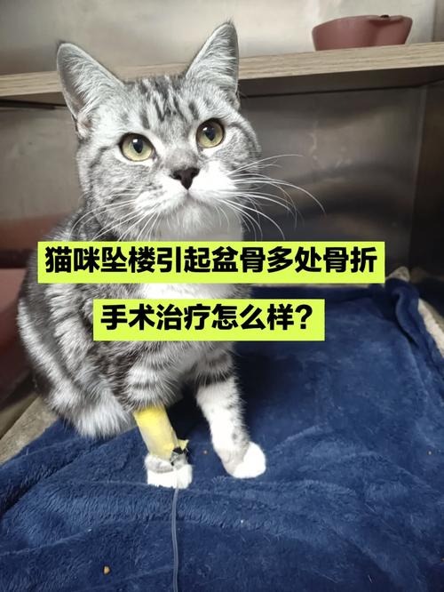 猫咪骨盆突出，预防与治疗指南