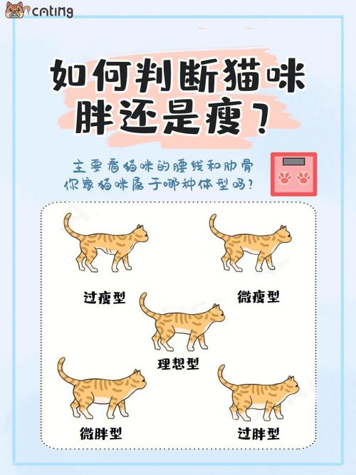 胖猫的重量，探究猫咪肥胖的特征与对策