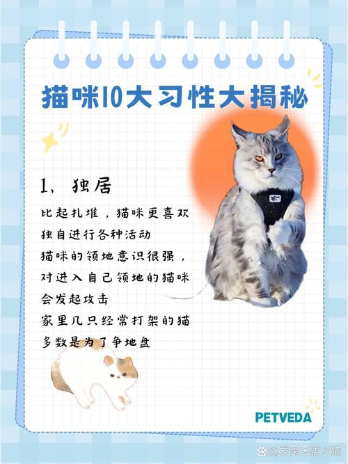 揭秘猫咪繁衍的奥秘，从怀孕到育儿